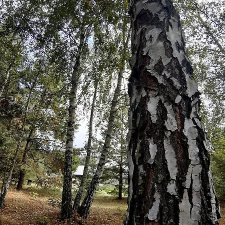 Ajurweda Na Jurze Choron