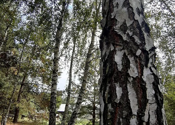 Ajurweda Na Jurze Choron